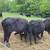 cattle 2 thumbnail