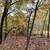 Cheap Land in Izard Co – $162 Down Special 3 thumbnail