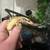 Geckos 5 thumbnail