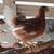 Pullets hen chickens 3 thumbnail