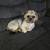 Shih Tzu 2 thumbnail