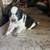 Boder cali pups 3 thumbnail
