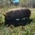 KuneKune mini pig 1 thumbnail