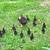 Muscovy ducks 2 thumbnail