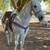 Caballo 1 thumbnail