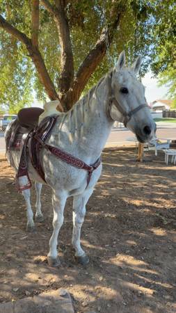 Caballo 1