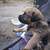 German Shepherd/Pitbull puppies 9 thumbnail