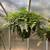House plants 2 thumbnail