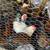 Meat birds 1 thumbnail