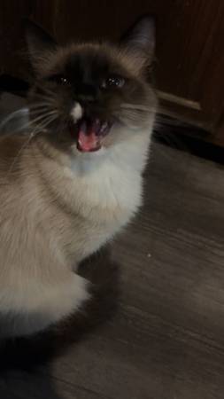 Gato muñeco de trapo (Sioux Falls)63843454698497123