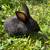 Meat rabbits 1 thumbnail