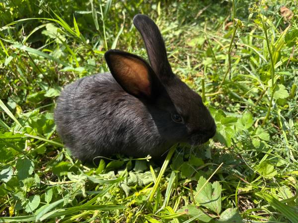 Meat rabbits 1