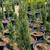 Italian Cypress 7 thumbnail