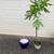 Two-Metre Tall Money Tree 2 thumbnail