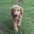 Poodle 5 thumbnail
