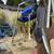 Caddis Pontoon 2 thumbnail