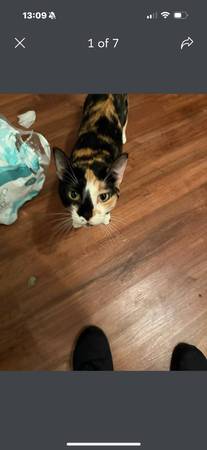 Gata Calico hembra de 3 años (Port St Lucie)63667812793857123