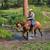 Family Horses 2 thumbnail