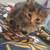 Long haired Tabby kitten. 1 thumbnail