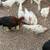 Chickens roosters 4 thumbnail