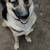 German Shepherd 1 thumbnail