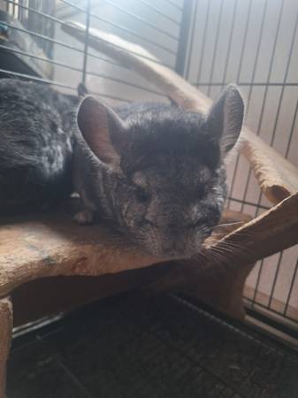 Chinchillas 1