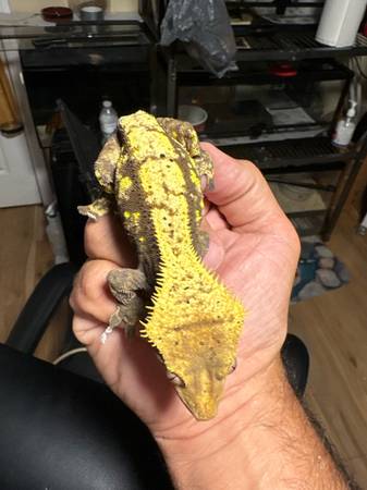 Crested gecko (Covington)63881507598465123