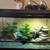 Hypo Zero Bearded Dragon 2 thumbnail