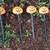 Vintage pumpkin pathway lights by noma 2 thumbnail