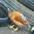 8 week old chicks 5 thumbnail