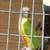 Pineapple green cheek 1 thumbnail