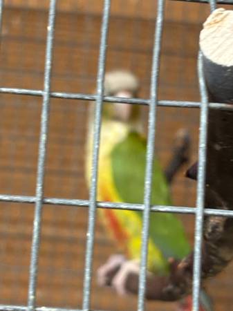 Pineapple green cheek 1