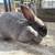 Rabbits for Sale 3 thumbnail