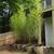 Bamboo For Sale Good For Screening 6 thumbnail