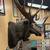 Giant Taxidermy Real Moose Head Wall Hanging Trophy 5 thumbnail