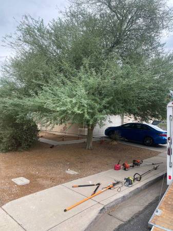 Tree trim and removal 1