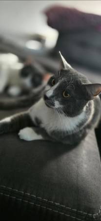 Gatito joven amigable y adorable (Cleveland/Lakewood)63686604996483121