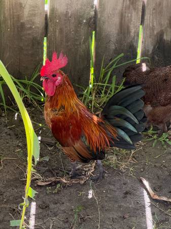 Serama bantam (Houston)63859317685121121