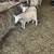 Buck lambs 3 thumbnail
