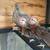 Bantam rooster 4 thumbnail