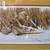 Gary Moss Pheasants & Fox Painting 3 thumbnail