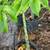 VooDoo Plants, Amorphophallus Paeonifolius 14 thumbnail