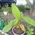 Beautiful plants medicinal, ornamental and sought after plants sale 20 thumbnail