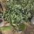 3 extra large sized mixed plant pots 1 thumbnail