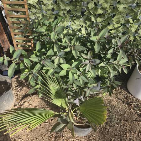 3 extra large sized mixed plant pots 1