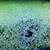 FREE Frogbit Plants 1 thumbnail