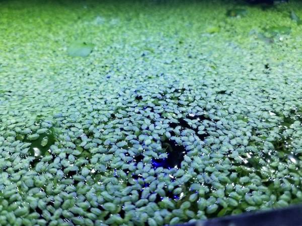 FREE Frogbit Plants 1