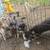 ReHoming Puppies! 1 thumbnail