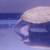 4.5" - 5"  Albino Turtle  -  Slider 1 thumbnail