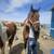 2 male horses 9 thumbnail